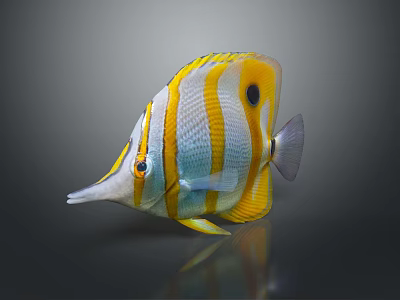 Colorful Butterflyfish With Yellow Stripes Pointed Snout Black Spot And Orange Eyes On Dark Background 3d model