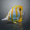 Colorful Butterflyfish With Yellow Stripes Pointed Snout Black Spot And Orange Eyes On Dark Background