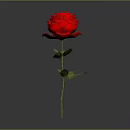 Beautiful Red Rose With Green Stem And Leaves On Gray Background