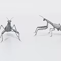 Two Green Flying Praying Mantises in Natural Standing Position on White Background