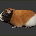 Adorable Guinea Pig With Fluffy Orange Brown White Fur And Black Eyes On Shiny Surface