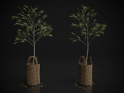 Bonsai Bonsai 3d model