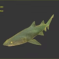 Turquoise Shark Aquatic Animal 3D Rendered With Smooth Surface And Grey Background Reflection 3d model