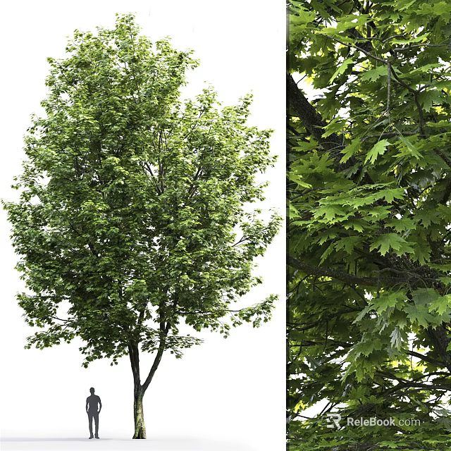 Arbor With Lush Green Foliage And Vibrant Leafy Canopy In Natural Setting 3d model 