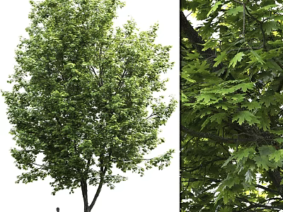 Arbor With Lush Green Foliage And Vibrant Leafy Canopy In Natural Setting 3d model