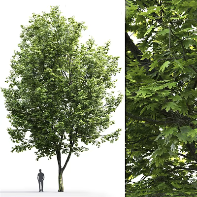 The Modern Tree 3d model The Modern Tree 3d model