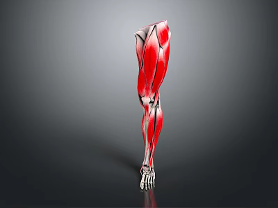 Human Leg Muscles Anatomical Structure 3D Rendered View With Red Muscles And White Bones 3d model