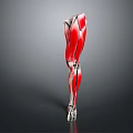 Human Leg Muscles Anatomical Structure 3D Rendered View With Red Muscles And White Bones 3d model