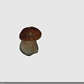 Fresh Wild Mushroom Plant With Brown Cap White Stem And Root Base