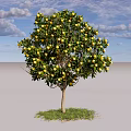 Fruit Bearing Tree With Green Leaves Yellow Fruits And Grass Under Blue Sky White Clouds