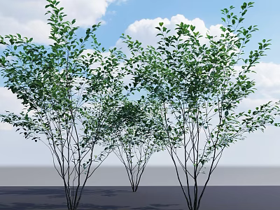 Lush Branchy Shrubs With Fresh Green Leaves Under Sunlit Blue Sky 3d model