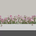 Blooming Pink and White Flowers in White Planter Against Light Colored Wall