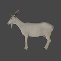Realistic White Goat With Curved Horns And Beard Standing On Neutral Background