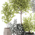 Diverse Bonsai Potted Plants With Green Gray Leaves In Black Gray Pots For Home Decor