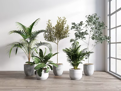 Indoor Potted Green Plants With Various Leaves In White Pots By Window 3d model