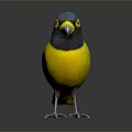 Vibrant Bird With Blue Head Yellow Body And Black Throat On Black Reflective Background