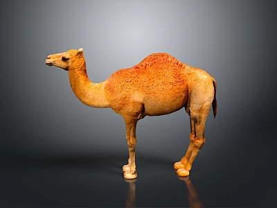Single Brown Camel Standing On Dark Background With Smooth Surface 3d model