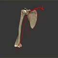 Medical Device 3D Anatomical Model of Human Bone with Blood Vessels