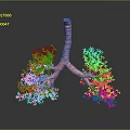 Detailed 3D Anatomical Model of Human Lungs with Bronchial Tree Structure