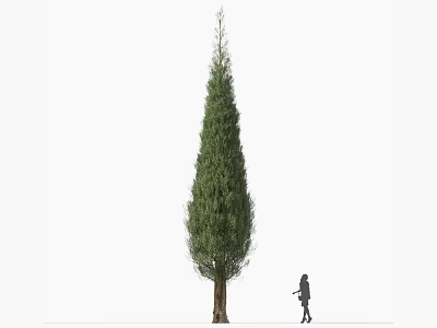 Tall Evergreen Arbor With Slender Trunk And A Person Walking Nearby 3d model