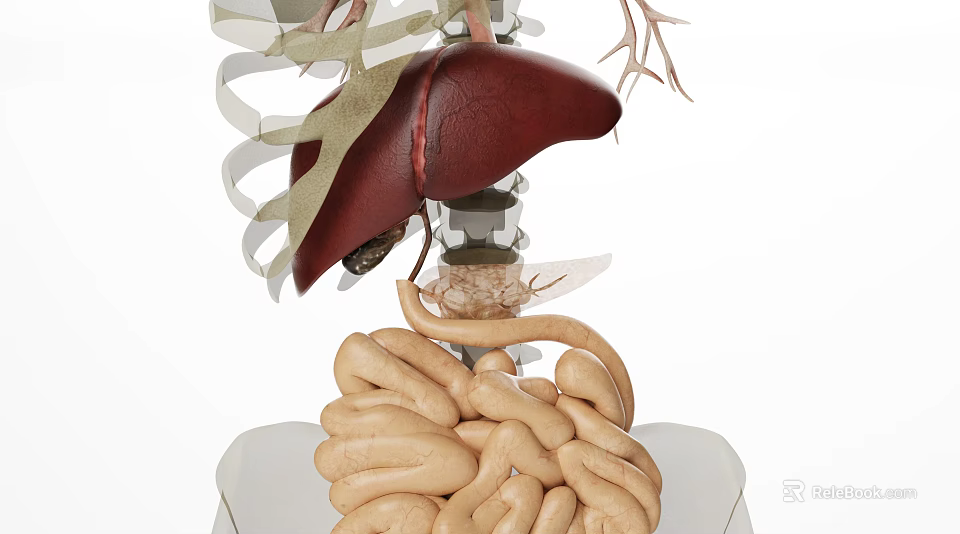 Medical Device Human Organ Anatomy Model for Teaching with Liver Intestines and Spine Structure 3d model 
