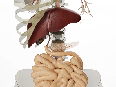 Medical Device Human Organ Anatomy Model for Teaching with Liver Intestines and Spine Structure 3d model