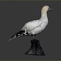 White Seabird with Blue Beak and Black Wing Feathers on Dark Base Stand