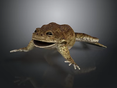 Realistic Brown Toad With Open Mouth On Dark Background Showing Reflection 3d model