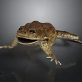 Realistic Brown Toad With Open Mouth On Dark Background Showing Reflection