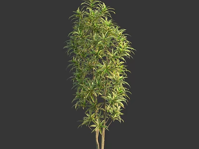 Indoor Decorative Bonsai Plant With Lush Green Foliage And Slender Trunks 3d model