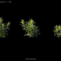 Various Green Plants in Different Shapes Displayed on Black Background