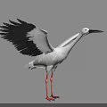 White Stork With Black Wings Spreading Wings And Long Red Legs Standing On Gray Background