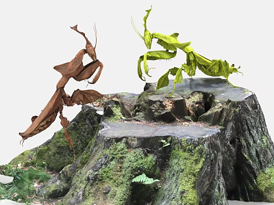 Two Reptiles In Camouflage Colors On Mossy Tree Stumps With Ferns In Natural Habitat 3d model