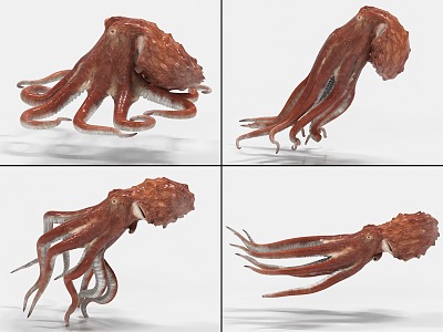 Octopus with binding and swimming animation giant octopus squid octopus 3d model