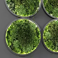Circular Living Plant Wall Design with Lush Green Plants and Decorative Foliage