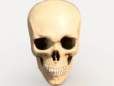 Detailed Human Skull Model With Natural Bone Color And Facial Features 3d model
