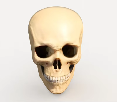 skull skull skull head 3d model skull skull skull head 3d model