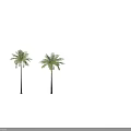 Two Palm Trees With Tall Trunks And Lush Green Fronds
