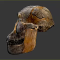 modern skull human skull fossil skeleton 3d model