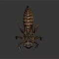 Macro View Of Brown Black Segmented Insect Larva On Dark Background