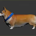Orange And White Corgi Dog With Blue Collar And Bell Standing On Gray Background