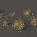 Golden Grass Displaying Various Shapes Different Heights And Spike Structures On Gray Background 3d model