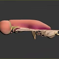 3D Human Ear Anatomy Structure With Inner Middle And Outer Components