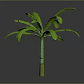 Banana Tree With Green Leaves Green And Yellow Trunk Against Gray And Black Gradient Background