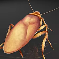 Asian cockroach bug crawler 3d model