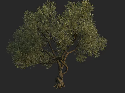 Healthy Mature Tree Displaying Twisted Trunk And Lush Green Foliage 3d model