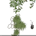 Hanging And Shelf Bonsai Potted Plants With Green Foliage And Flowering Branches