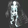 Woman's Skeleton Anatomical Model with Detailed Bone Structure and 3D View