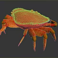 Vibrant Red Crab With Textured Shell And Orange Legs On Dark Surface 3d model