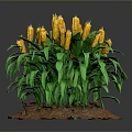 Home Decor Corn Plant with Yellow Cobs Green Leaves on Soil Base